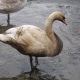 Oil Spill Swan